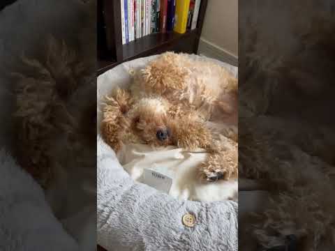 経営学科 へそ天で油断してるトイプードル11ヶ月　 #toypoodle #トイプードル #puppy