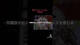#意味怖 #意味がわかると怖い話 #意味が分かると怖い話 #scp