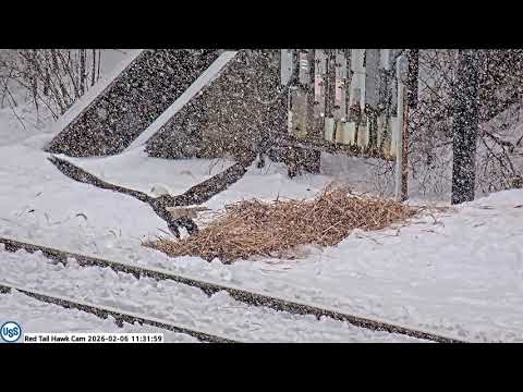 USS Bald Eagle  rthCam on 2-6-26 Closeup of Irvin in the fluff pile