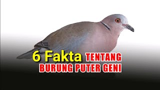 Download lagu 6 Fakta Tentang Burung Puter Geni Yang Perlu Diketahui Oleh Penghobi Burung Anggungan mp3