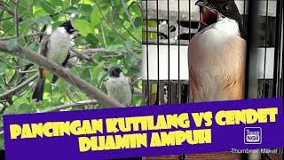 Download lagu PANCINGAN SUARA KUTILANG VS CENDET mp3