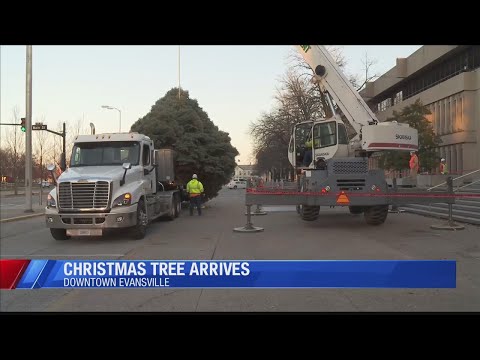 Christmas tree arrives
