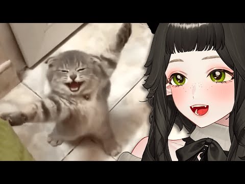 Layna Reacts to the Most HILARIOUS Animals on the Internet