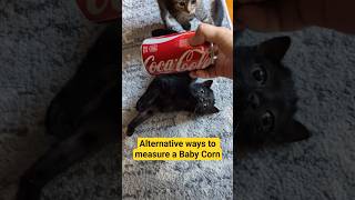 Baby Corn's first video set to Korn. He is 820 grams at 5 months old. #babycorncat #kitten