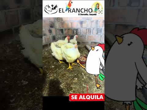 En alquiler finca de recreo, eventos y alojamiento en Doncello Caqueta… animales de granja