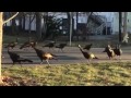 Turkeys Circling A Dead Cat