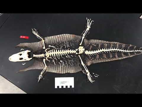 Random Act of Anatomy - 25 bird skeletons, plus an alligator