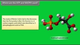 Where are the ATP and NADPH used ? || explain full in simple way ||