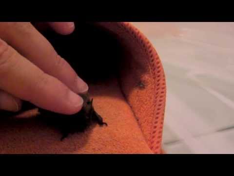 Vampirino in casa - Seconda Parte