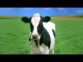 Jet S Pizza Cows On Waterbeds