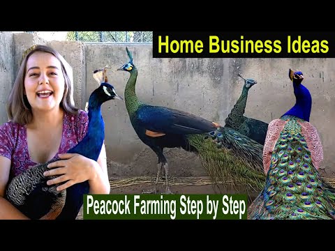 , title : 'How to Make Money at Home - Peacock Farming Business Ideas - How to Start Business Peafowl Farm'