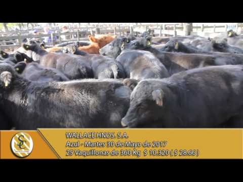 30-05-17 Venta de Hembras - Wallace Hnos. S.A. - Azul