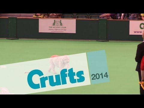 Obreedience | Set Exercise | Team Spanish Water Dog | Crufts 2014