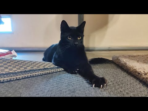 Meet Gryphon, a handsome, young medium-haired cat with TONs of purrsonality!