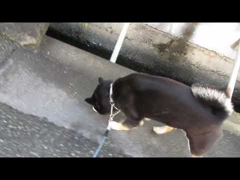 黒柴ワハハと笑える日々「柴犬と遊ぶ日々」2019.04.15