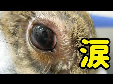 ウサギと目の病気: これがあなたを助ける方法です