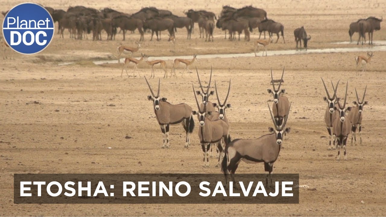 ETOSHA: La Gran Llanura Blanca | Planet DOC