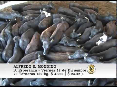 Venta de Machos - Alfredo S. Mondino - 12-12-14