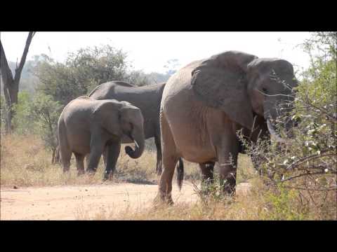 Small Herd of Elephants eating