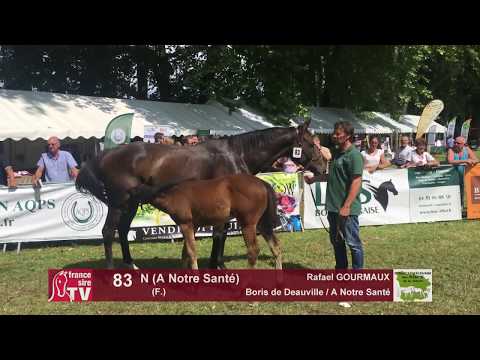 Sprinter Sacré Show 2018 : Lot 83 - N (A Notre Santé)