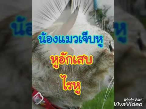 Guttate สะเก็ดเงินบนภาพใบหน้า กลากบนใบหน้า