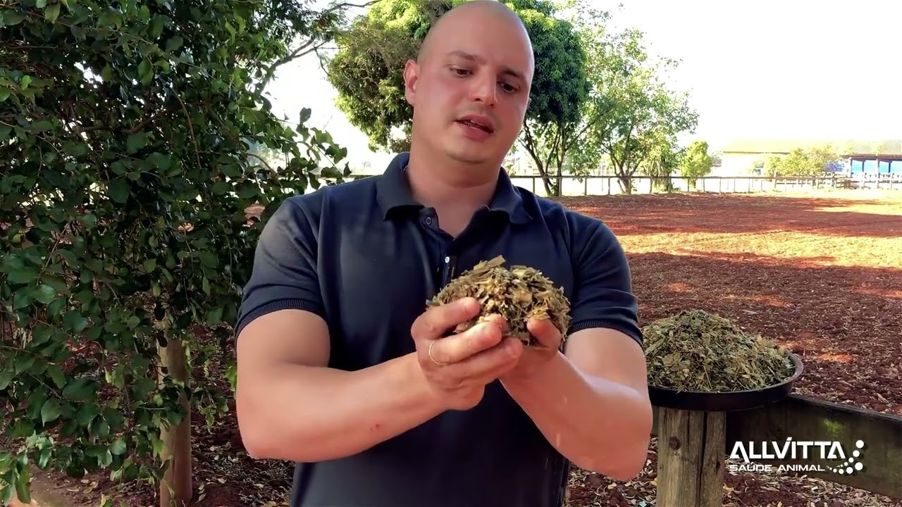 Silagem de Milho: É uma Boa opção para alimentar seus cavalos?