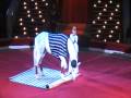 YANA SHANIKOVA AND HORSE Комическая дрессура в цирке им Ю Никулин�