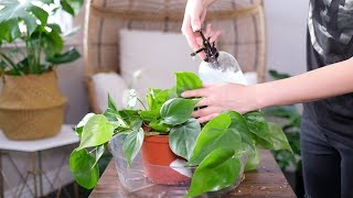 Heart Leaf Philodendron (Philodendron Hederaceum) Care  And Growing Guide