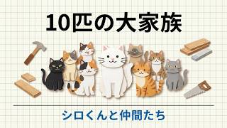 「猫のシロくんと仲間たち」チャンネル紹介動画【猫の日常】【10匹の猫たち】