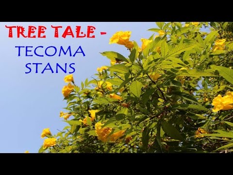 download lagu mp3 mp4 Tecoma Stans Tree, download lagu Tecoma Stans Tree gratis, unduh video klip Tecoma Stans Tree