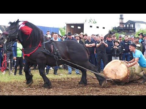 Horses special test Medieșu Aurit - Satu Mare June 17, 2023