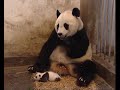Farting Baby Panda