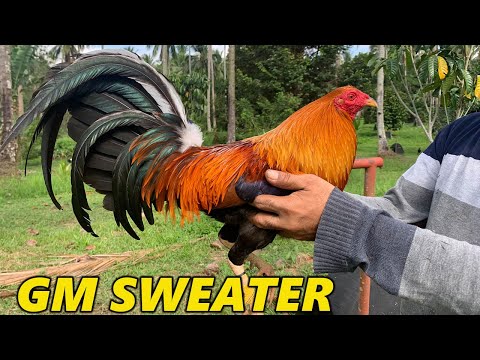 Golden Monkey Sweater 5k Raptor - JVL FARM Philippines Johnny Laureno - Beautiful Birds