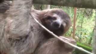 preview picture of video 'Oso Perezoso. Sloth'