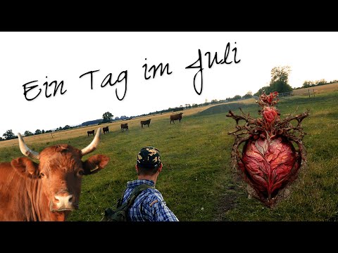 Ein Tag im Juli | Freiheitsgefühl mit Niels und wilden Rindern - Dornenherz