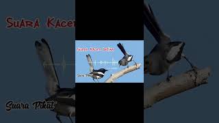 Download lagu Suara Pikat Burung Kacer Paling Gacor Suara Keras #suarapikatburung #kicaumania #kacer #kacergacor mp3