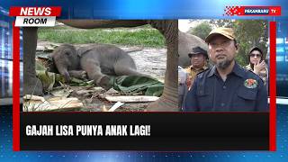 Bayi Gajah Lahir, Harapan Baru Konservasi Tesso Nilo