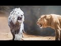 Baby Cub MUFASA Is Bullied By The White LION KING Until He Defeat Them