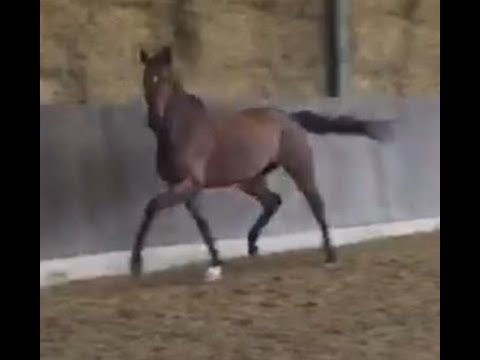 2010 Stute von / mare by QUATERBACK in foal to/ tragend von VITALIS