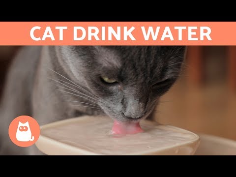 10 Tips to Help Your Cat DRINK WATER 😿