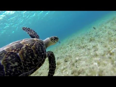 Diving BLOODY BAY WALL