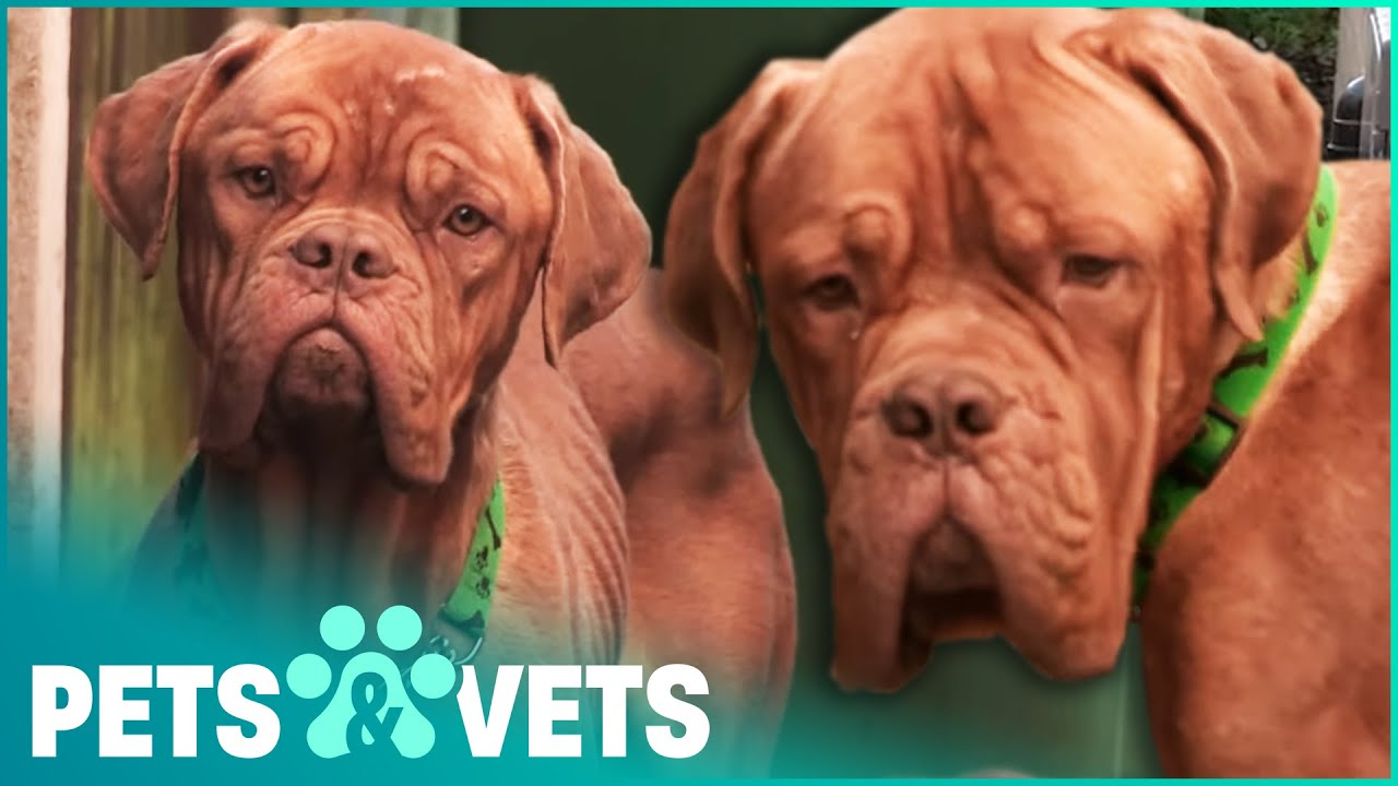 French Mastiff Twins Left To Starve Need Urgent Help | The Dog Rescuers | Pets & Vets