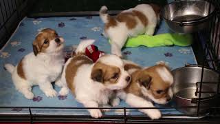 Coton de Tulear Puppies For Sale - Lyric 3/25/24