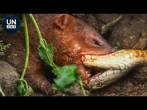The Most Incredible SNAKE vs PREY Battles Ever Caught on Camera | Animal Fights