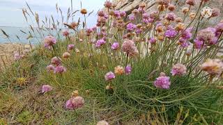 A Beautiful Sea by Ferdia Walsh Peelo (Sing Street Soundtrack)
