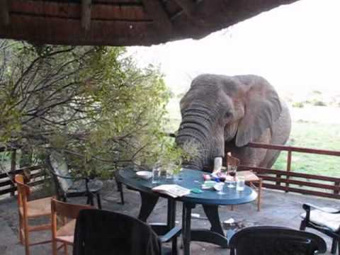 download lagu mp3 mp4 Elephant Wine Glass, download lagu Elephant Wine Glass gratis, unduh video klip Elephant Wine Glass