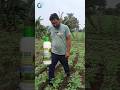 Nano Urea Nano Nanourea Nanotechnology Indianfarmer Khetibadi Shorts