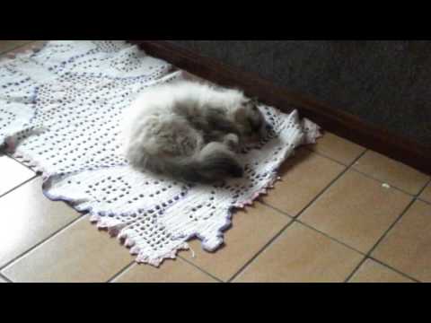 Para gatos todos os dias é domingo