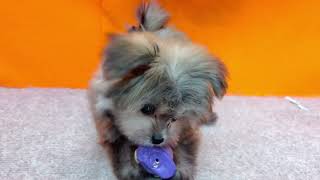 ハーフ犬の動画01