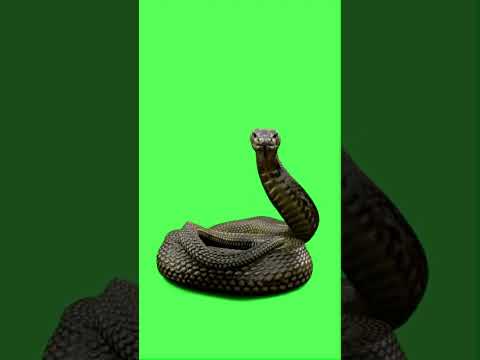Snake Green Screen Background  #videoediting #animation #vfx #chromakey #greenscreen